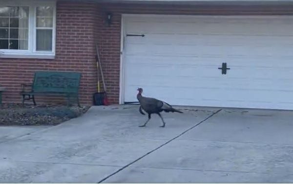 wild turkey