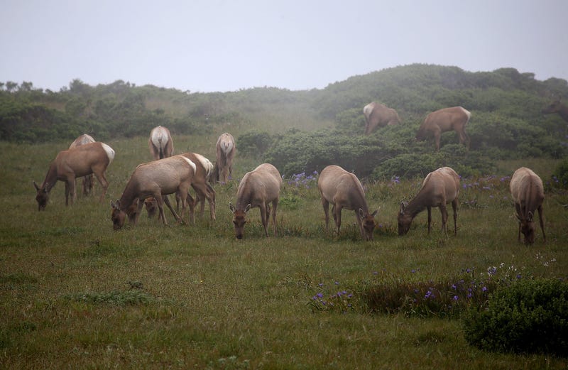 Tule Elk graze at Point Reyes National Seashore