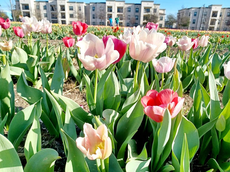Tulips