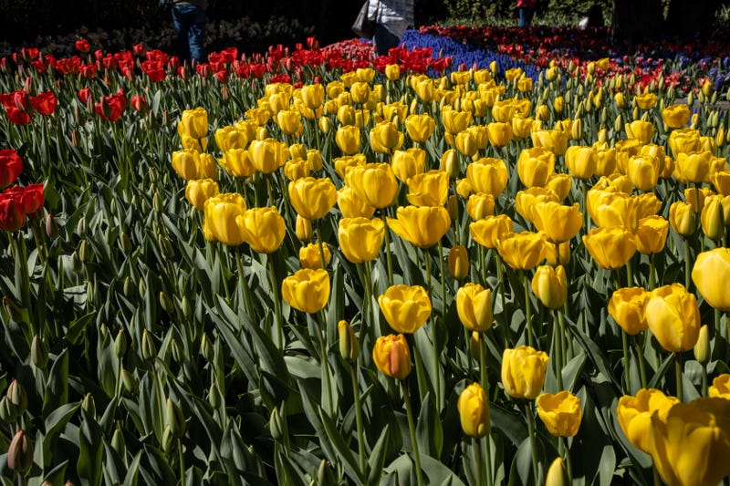 Roozengaarde tulips