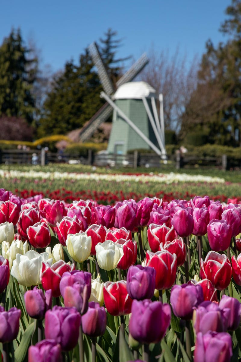 Roozengaarde tulips
