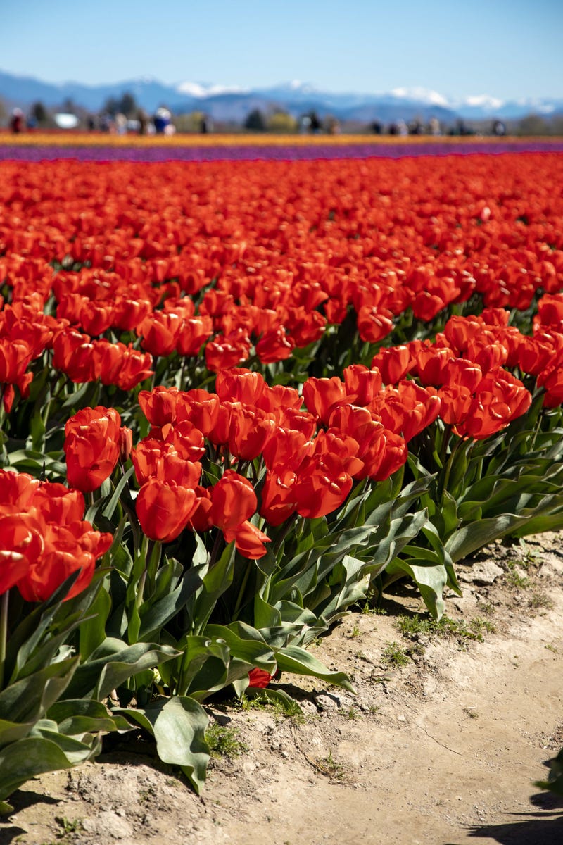 Roozengaarde tulip field