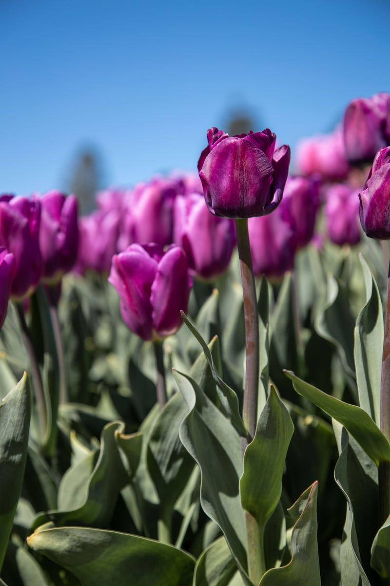 Roozengaarde tulips