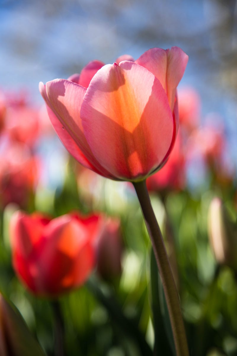 Pink tulip