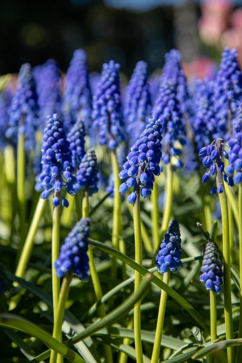 Roozengaarde hyacinth