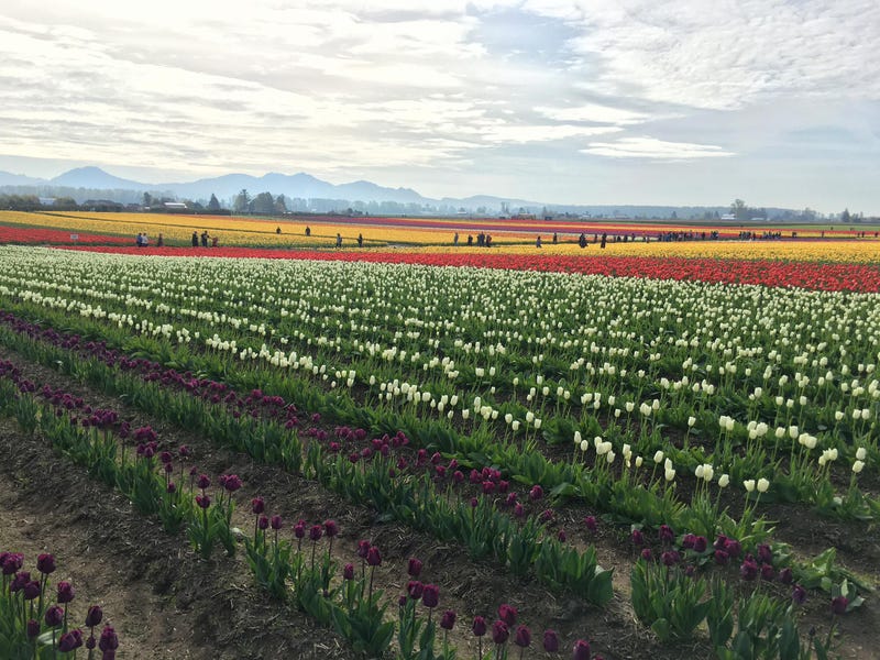 Skagit Valley Tulip Festival fields at Rozengaarde