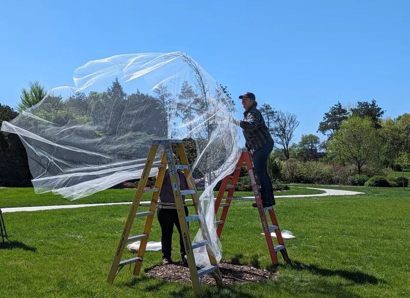 Plant care workers at the Morton Arboretum wrap trees in tulle to protect them from what's expected to be a busy year for cicadas.