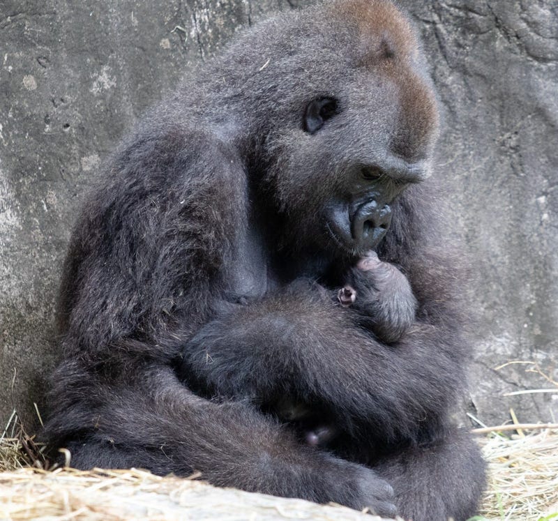 First birth of a Gorilla at Audubon in quarter century