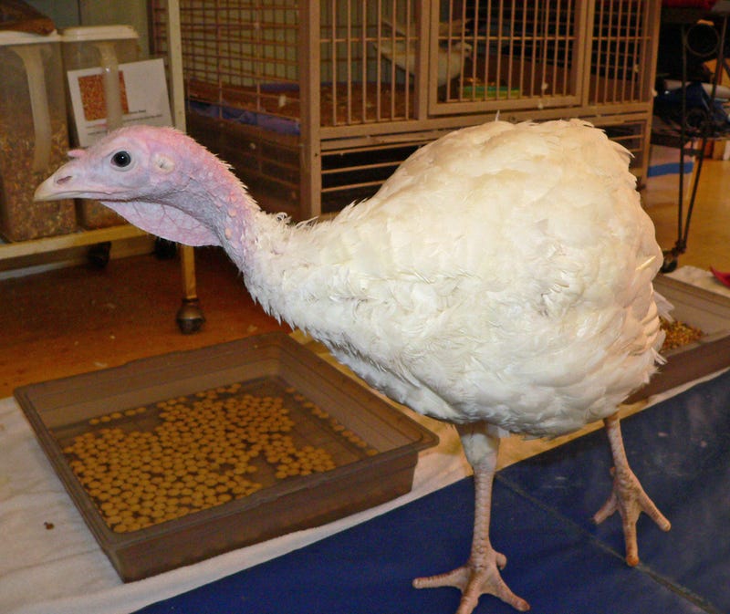 Tutu the Turkey
