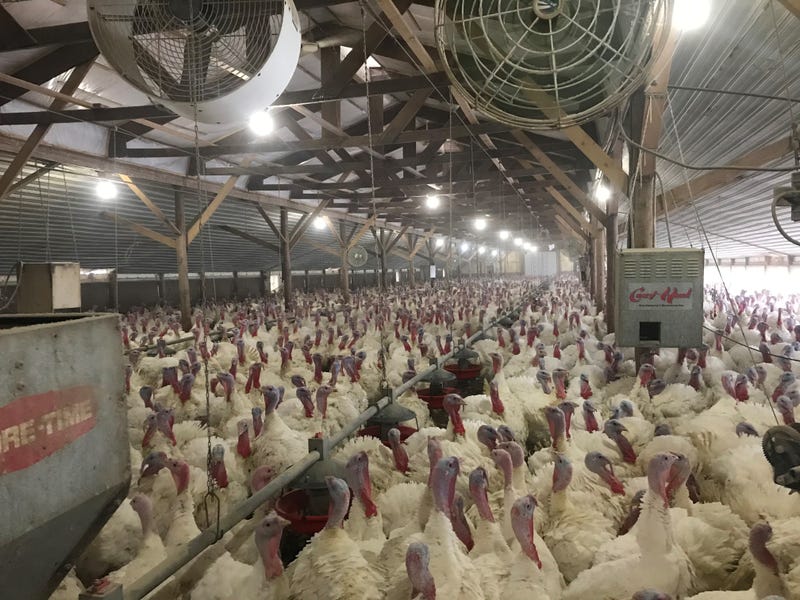 Melrose Turkey Farms (11/26/2019)