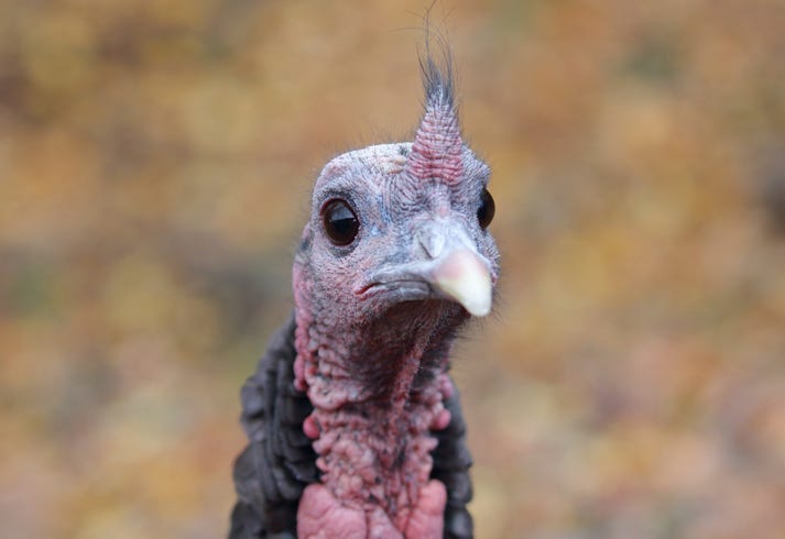 turkey image