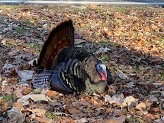 arboretum turkey