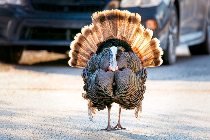 Wild turkeys are taking over Charlevoix