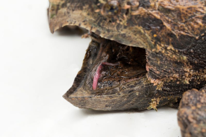 turtle