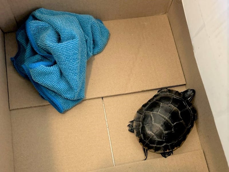 A turtle was found concealed in a man's pants as he tried to get through security at Newark Liberty International Airport on Friday.
