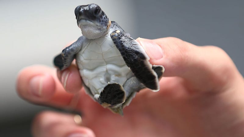 A green turtle is held as marine turtle specialists prepare to release the more than 570 baby sea turtles, including the Loggerhead and Green turtles, into the Atlantic Ocean in a joint effort between the Coast Guard and the Gumbo-Limbo Nature Center on July 27, 2015 in Boca Raton, Florida. 