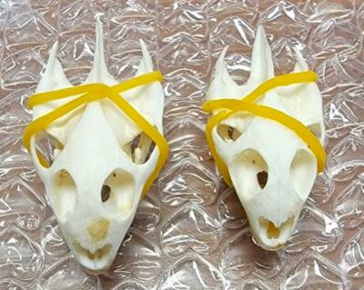 Turtle skulls