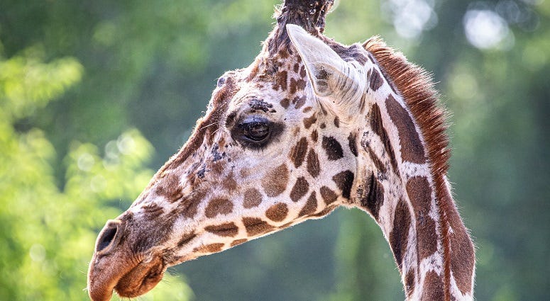 Giraffe passes away at the Sedgwick County Zoo