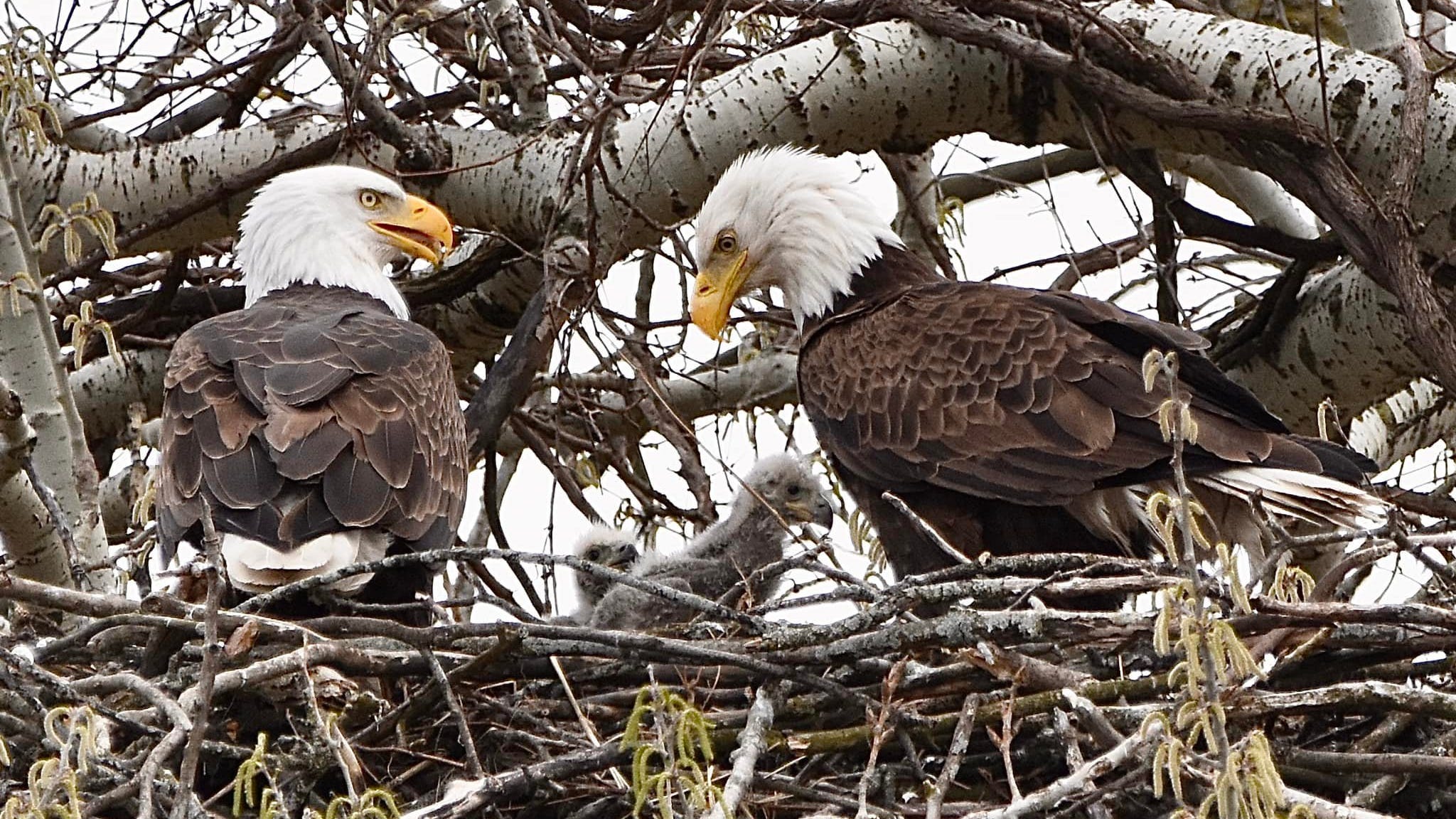Pair of baby eagles found in a Will County forest preserve