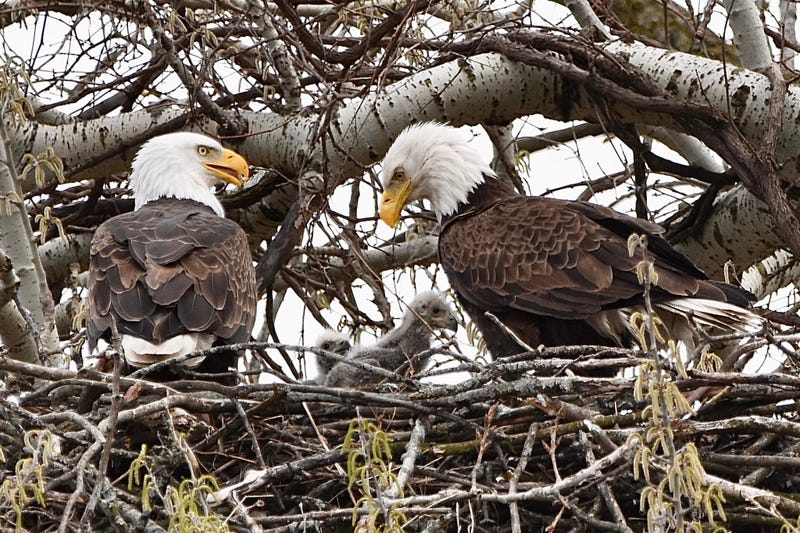baby eagles