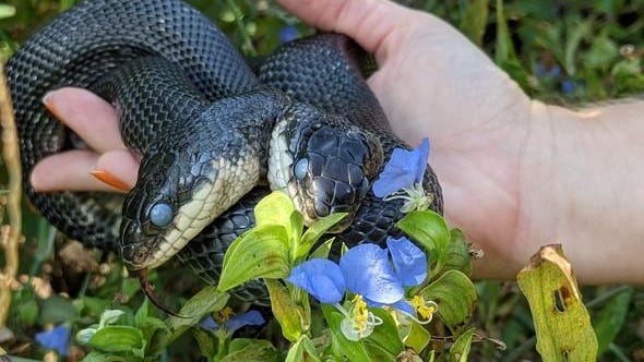 Missouri to celebrate birthday of healthy 2-headed snake 'growing at a steady rate'