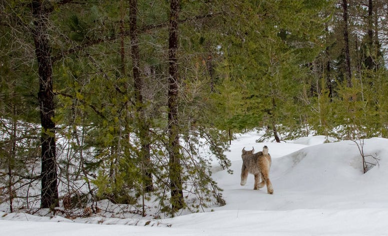 Michigan lynx