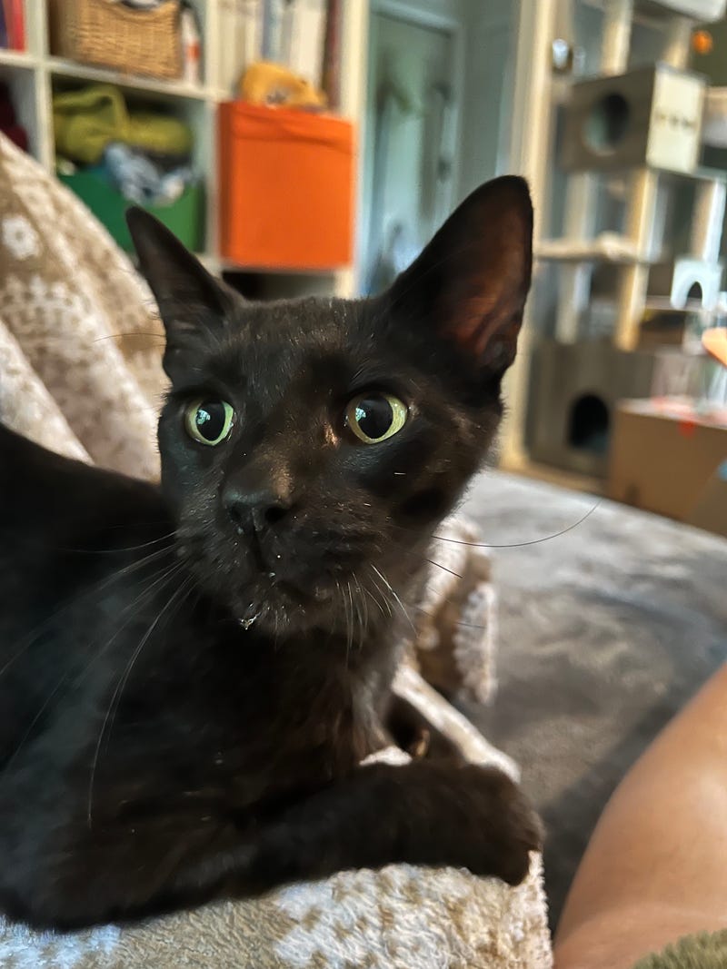 Tyson-The Humane Society of North Central Florida