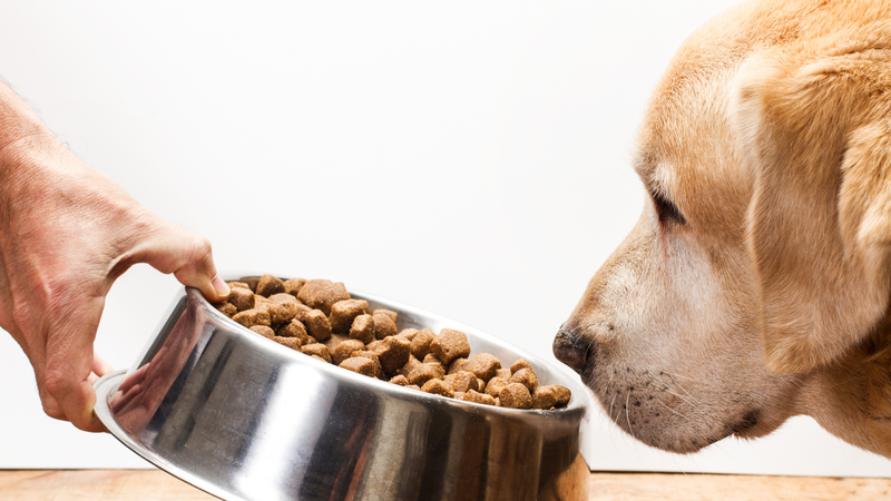 Multiple dog foods recalled due to potential salmonella