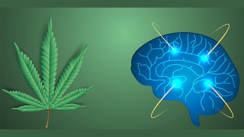 Marijuana linked to mental health disorders