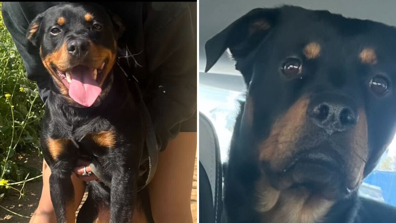 missing dog