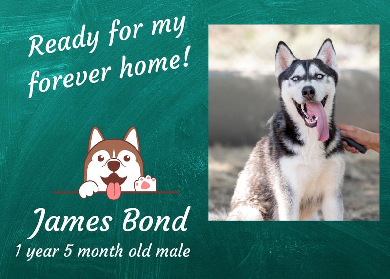 James Bond, a year and half year old husky dog