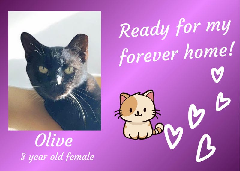 Olive, a three year old tortoiseshell cat