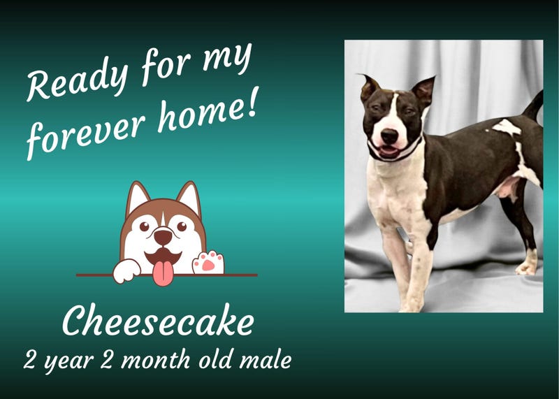 Cheesecake, a two year old brown and white medium mixed breed dog