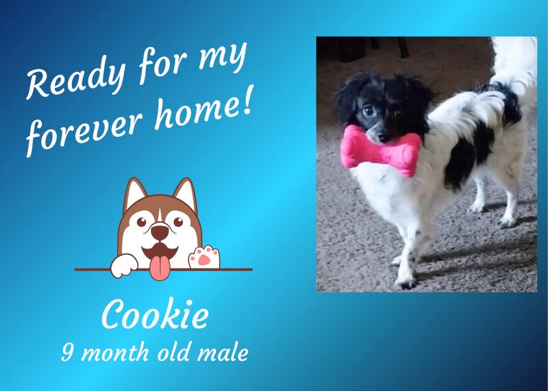 Cookie, a small black and white dog holding a stuffed pink dog bone toy