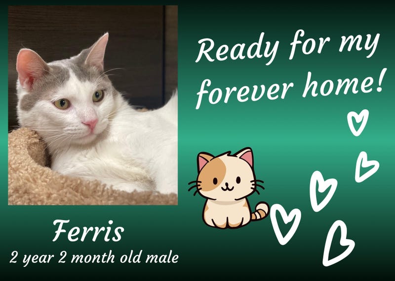 Ferris, a short-haired white and gray two year old male cat