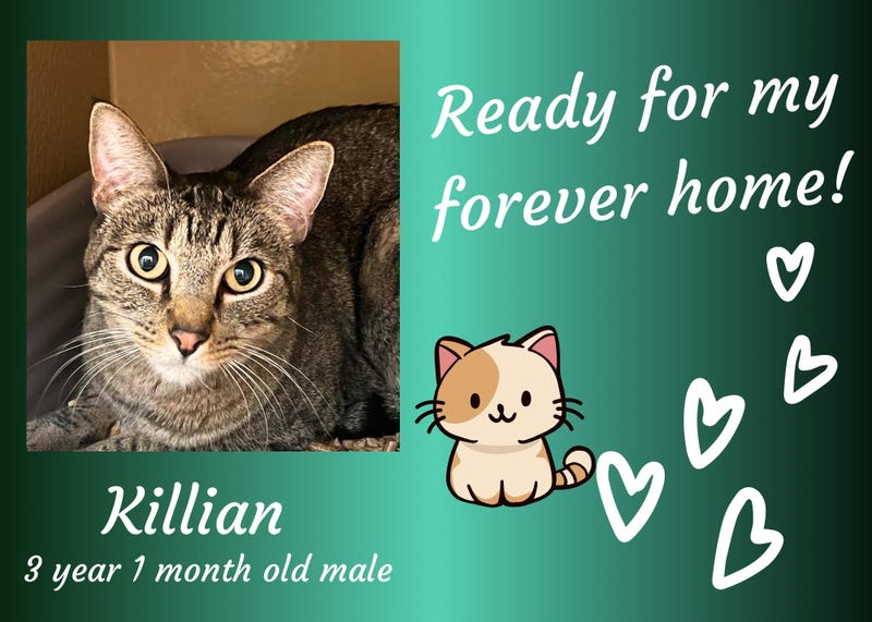 Killian, a three year old male tabby cat