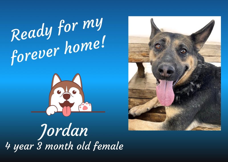 Jordan, a four year old brown and black large mixed breed dog