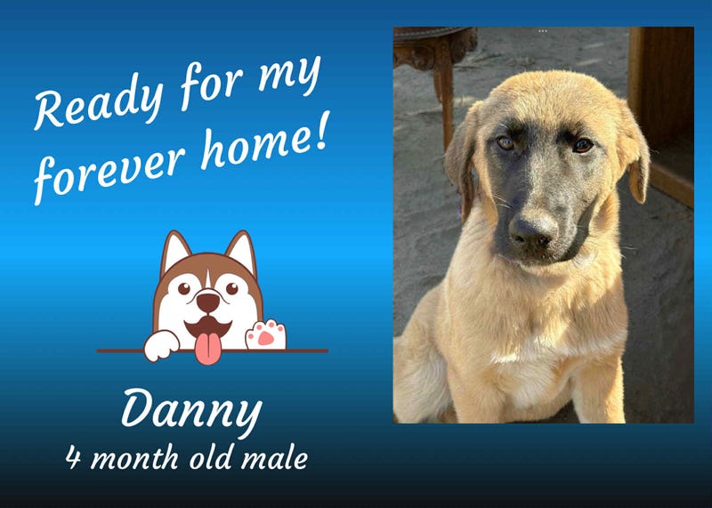 Danny, a large, four month old, tan mixed breed dog with a brown face