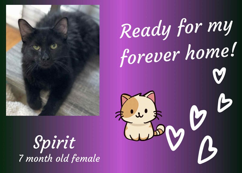 Spirit, a seven month old longhaired black cat
