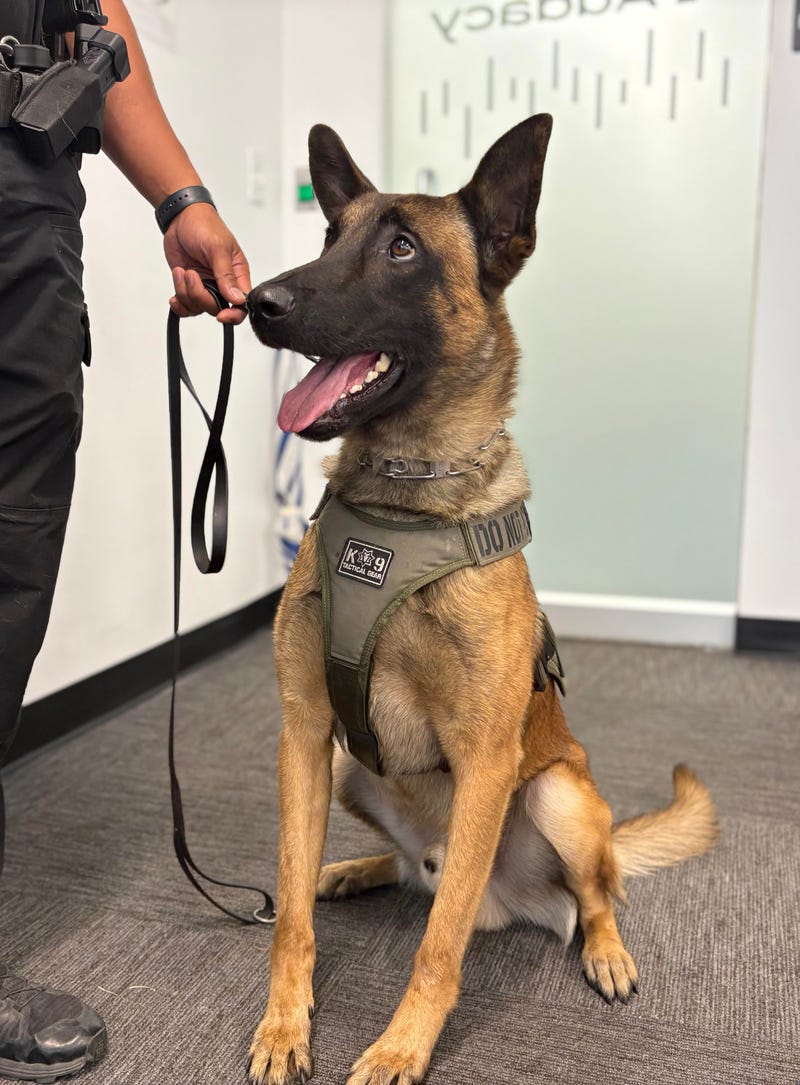 San Bernardino Police Canine Draco, a Russian Malinois