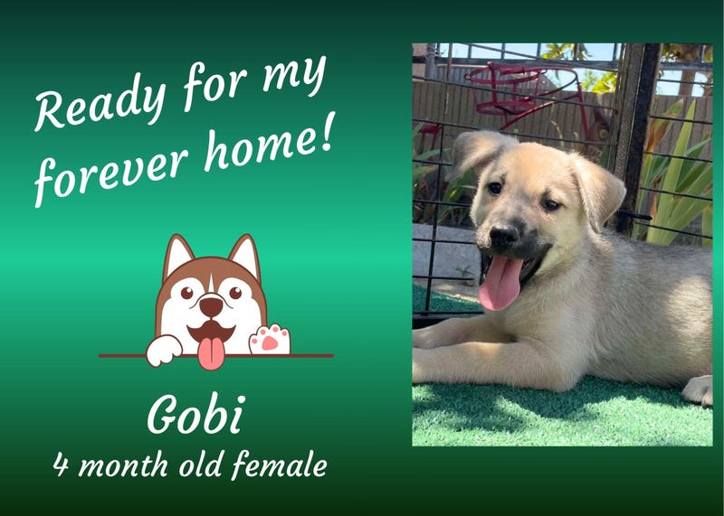 Gobi, a fawn four month old medium mixed breed dog with floppy ears