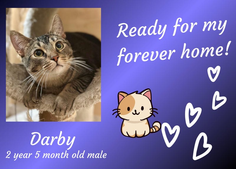 Darby, a two and a half year old gray tabby cat