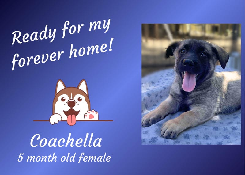 Coachella, a five month old brown and black medium mixed breed puppy