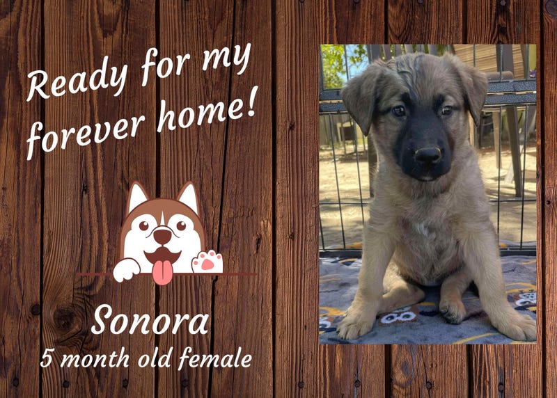Sonora, a five month old brown and black female puppy