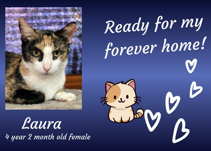 Laura, a four year old calico cat