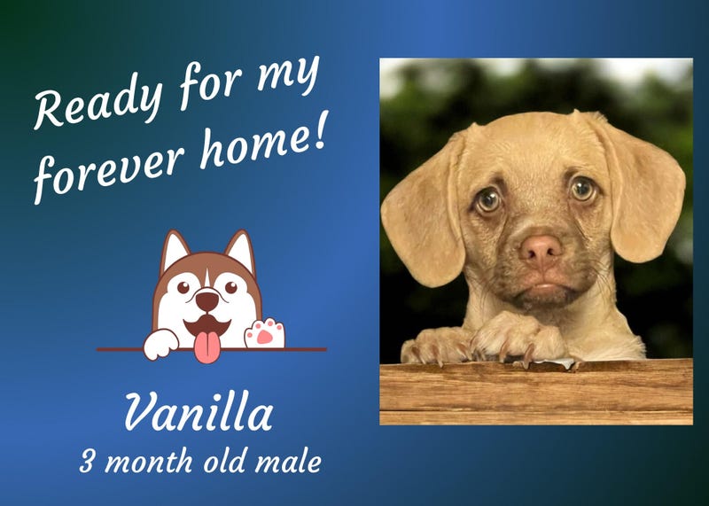 Vanilla, a tan three month old puppy with huge ears