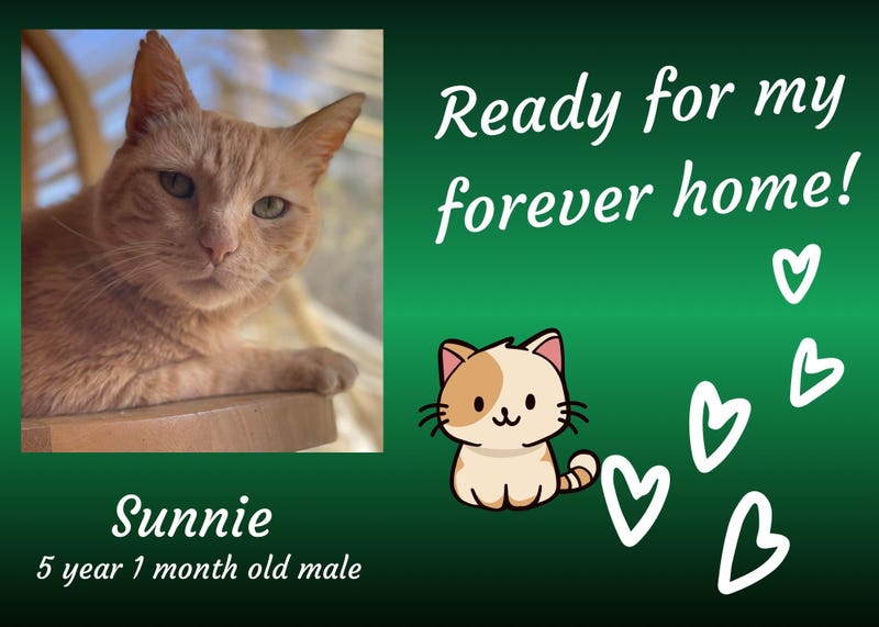 Sunnie, a five year old orange tabby cat with three legs