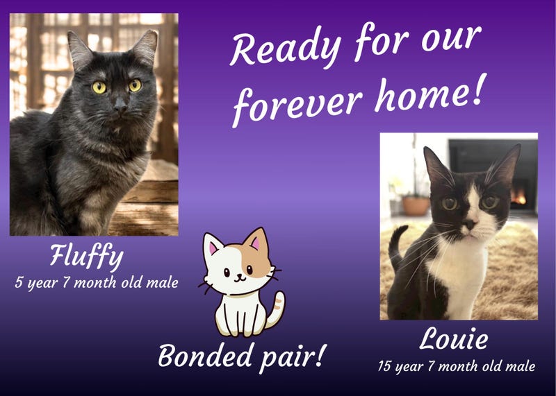 Fluffy, a five year old black cat, and Louie, a 15 year old black and white cat