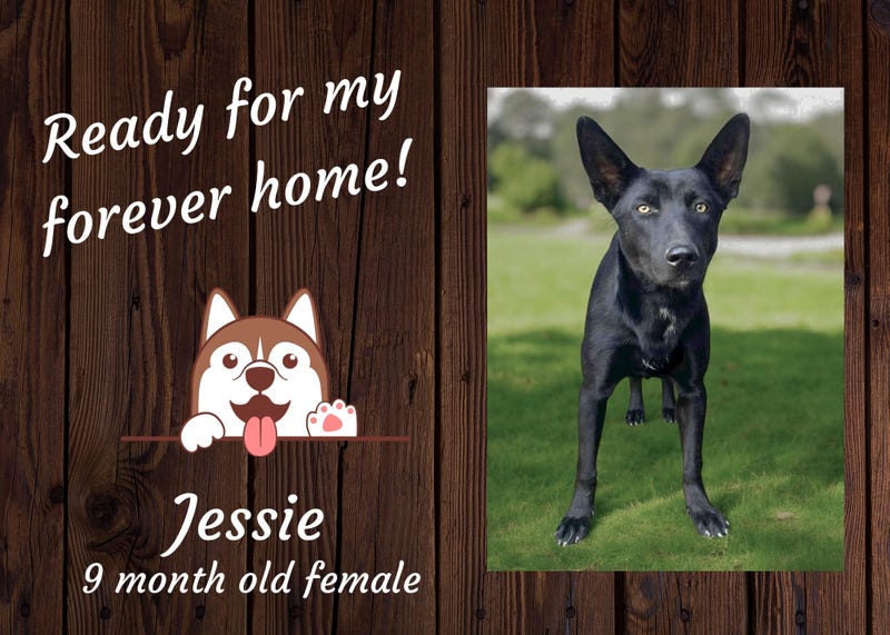 Jessie, a nine month old large black female dog