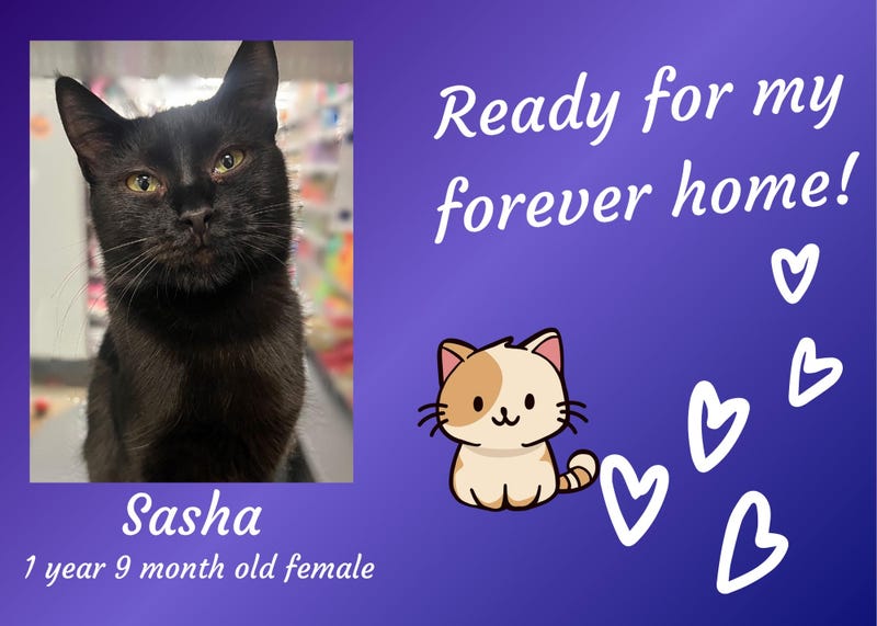 Sasha, a two year old black cat